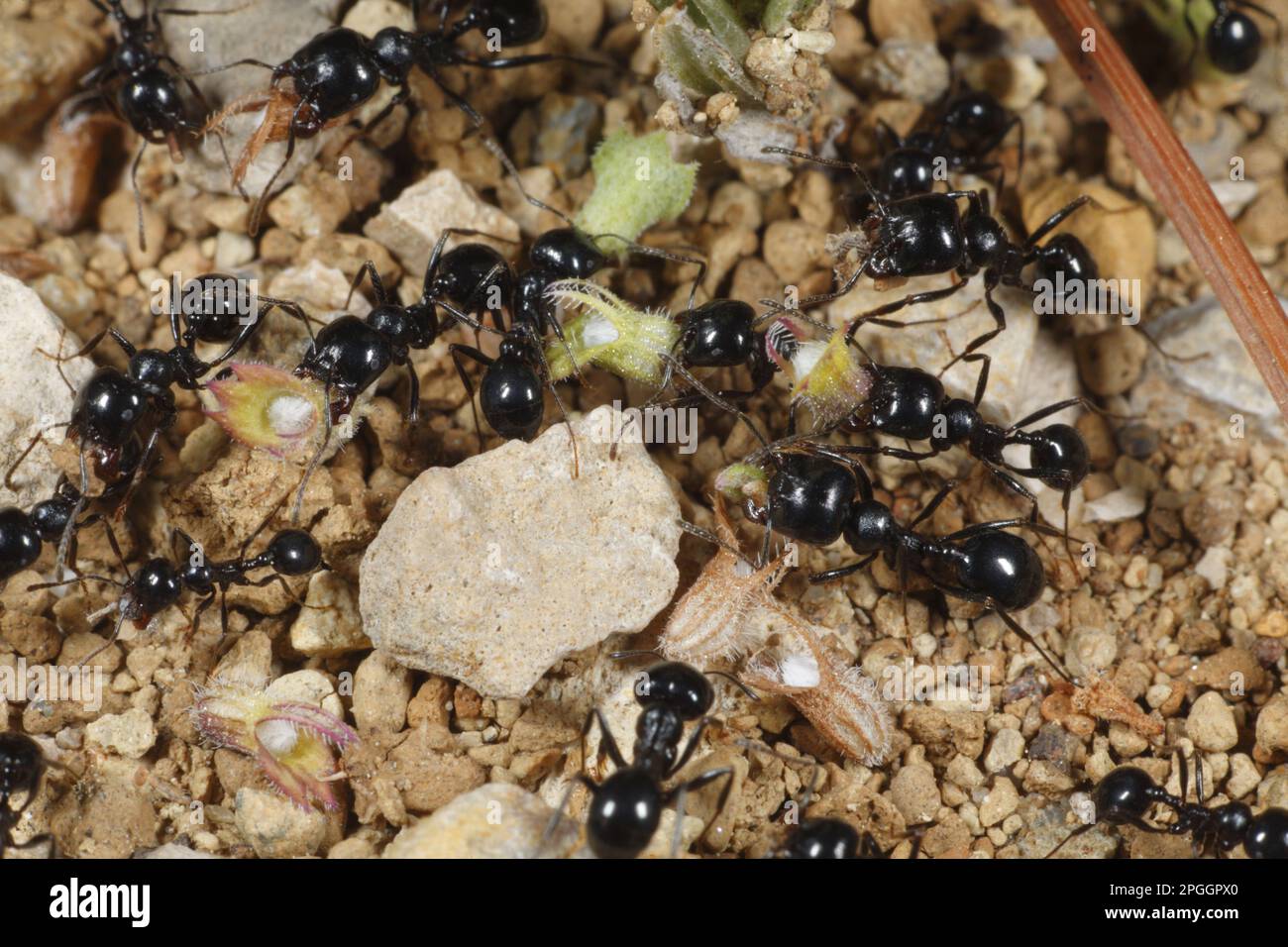 Harvester ant (Messore barbara) lavoratori adulti, specie a testa grande e piccola, raccolta di sementi, vicino a Minerve, Herault, Languedoc-Roussillon, Francia Foto Stock