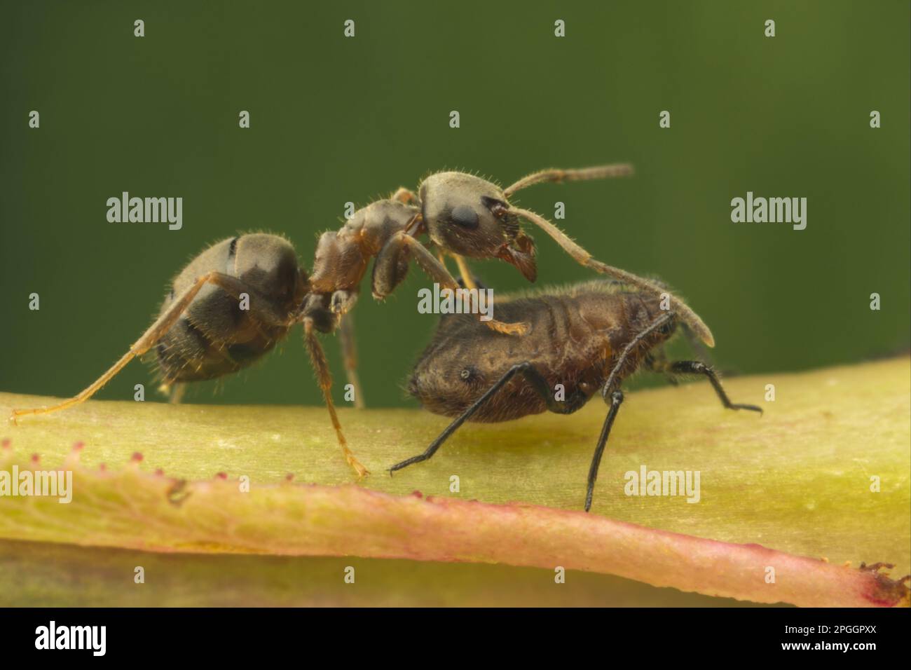 Black Garden ANT (Lasius niger) adulto, cercando di incoraggiare afide a secernere melata di miele, dopo aver strattato la parte posteriore di afide per diversi secondi, la formica Foto Stock