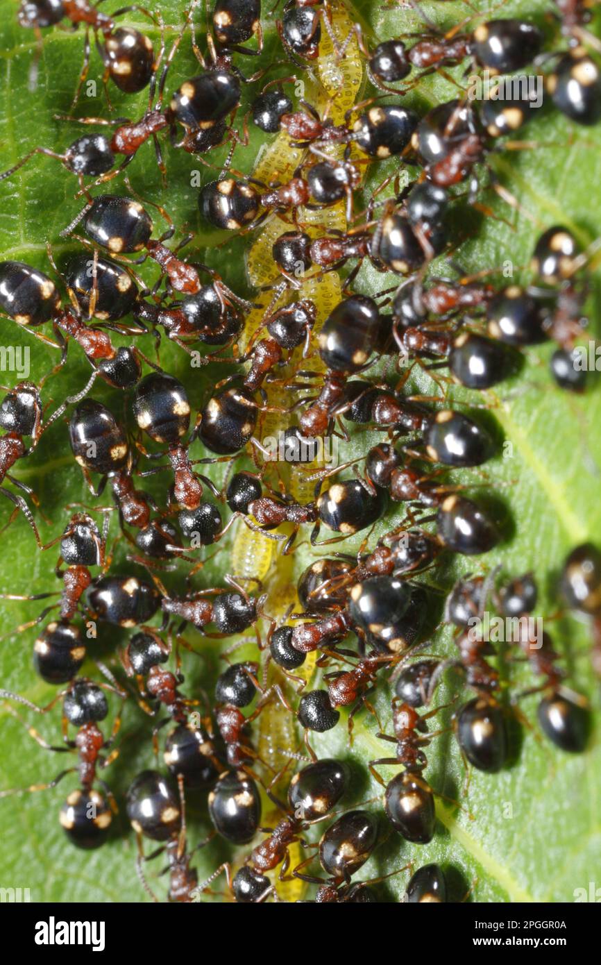 Antera alberata (Dolichoderus quadripunctatus) lavoratori adulti, afidi 'agricoli' su foglia di noce, Causse de Gramat, Massif centrale, Lot, Francia Foto Stock