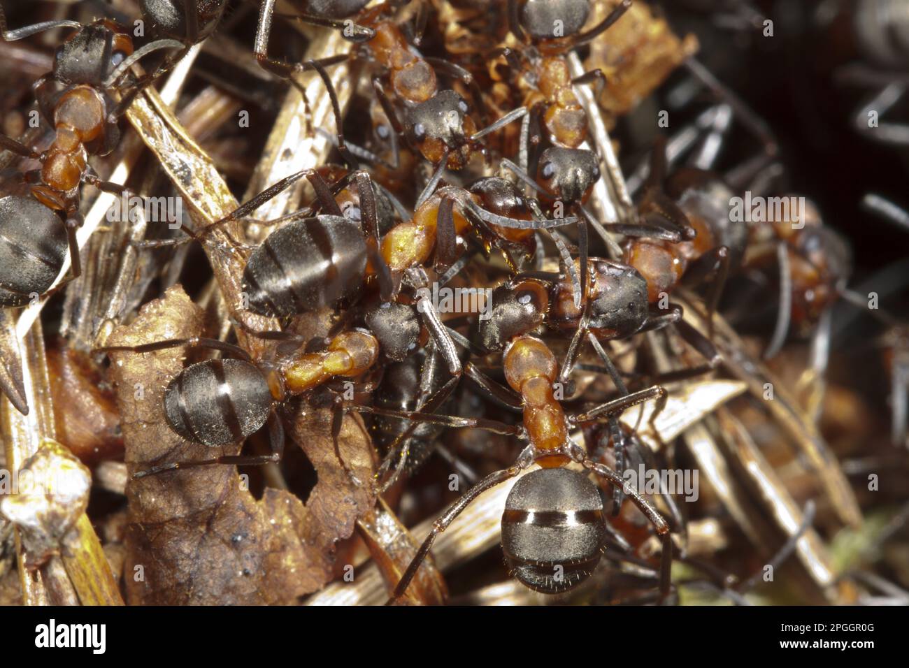 Southern Wood ANT (Formica rufa) lavoratori adulti, su superficie di tumulo nido, Exmoor, Somerset, Inghilterra, Regno Unito Foto Stock