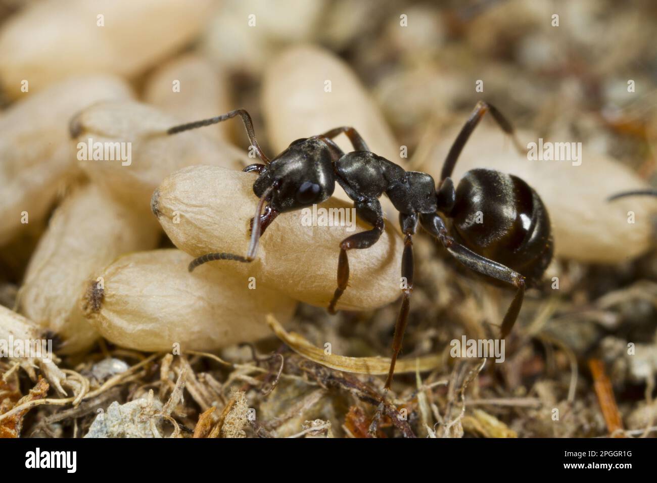 Wood ANT (Formica lemani), lavoratore adulto, che porta cuccioli cocoonati in NEST, Powys, Galles, Regno Unito Foto Stock