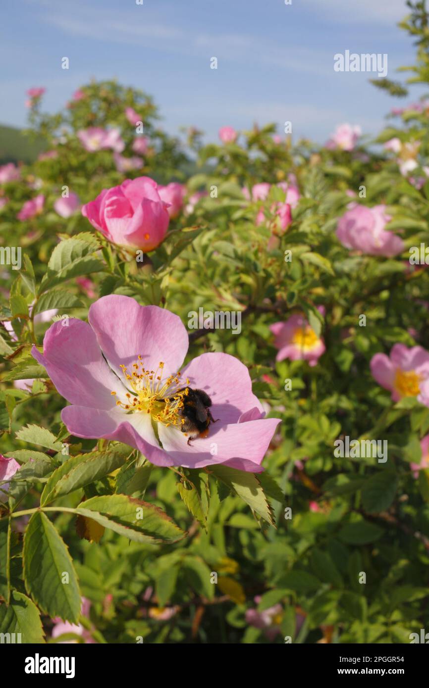 Bumblebee (Bombus pratorum) regina, alimentazione su Dog Rose (Rosa canina) fiore, Powys, Galles, Regno Unito Foto Stock