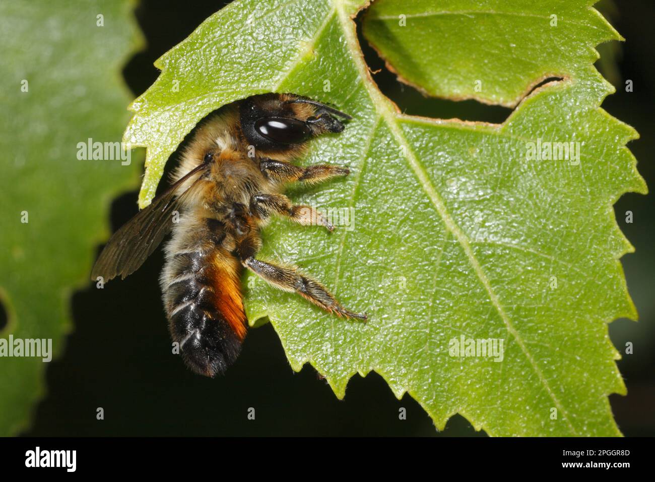 Willoughby's Leafcutter Bee (Megachile willughbiella) adulto, disco da taglio da Birch (Betula sp.) Leaf, Snailbeach, Shropshire, Inghilterra, United Foto Stock