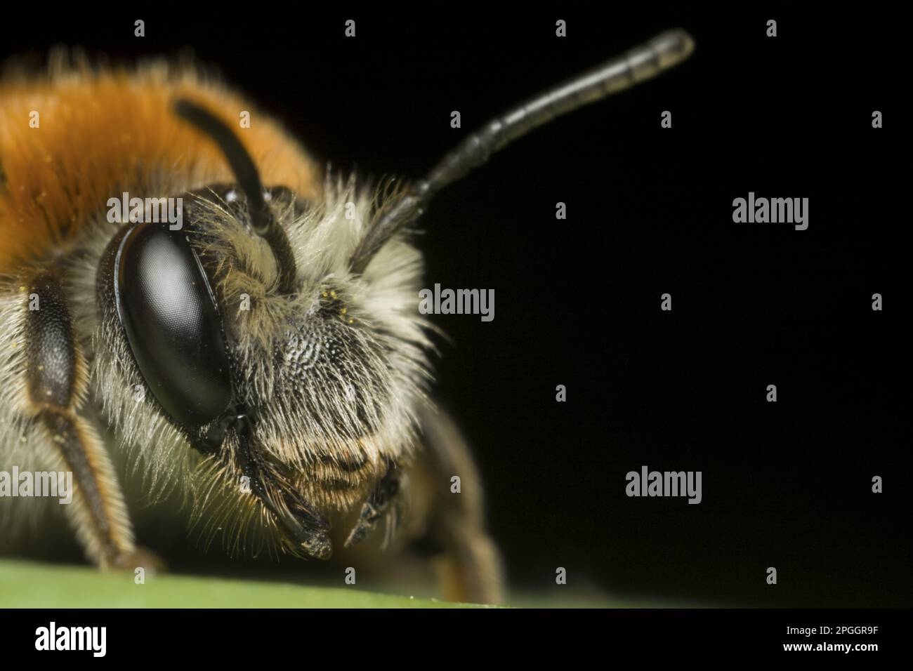 Ape di sabbia con testa rossa, ape di terra con testa rossa, ape di sabbia con testa rossa, ape di terra con testa rossa, ape, Api, animali altri, insetti, animali, api da estrazione precoce Foto Stock