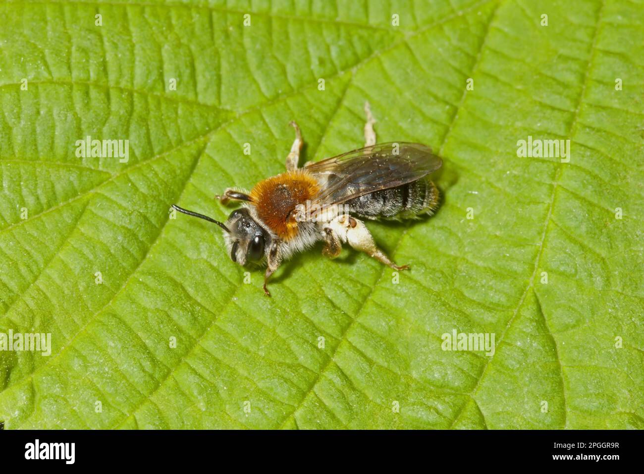 Ape di sabbia a cresta rossa, ape di terra a cresta rossa, api da estrazione precoce (Andrena hemorroa), api di terra a cresta rossa, ape, api, altri animali, Insetti Foto Stock