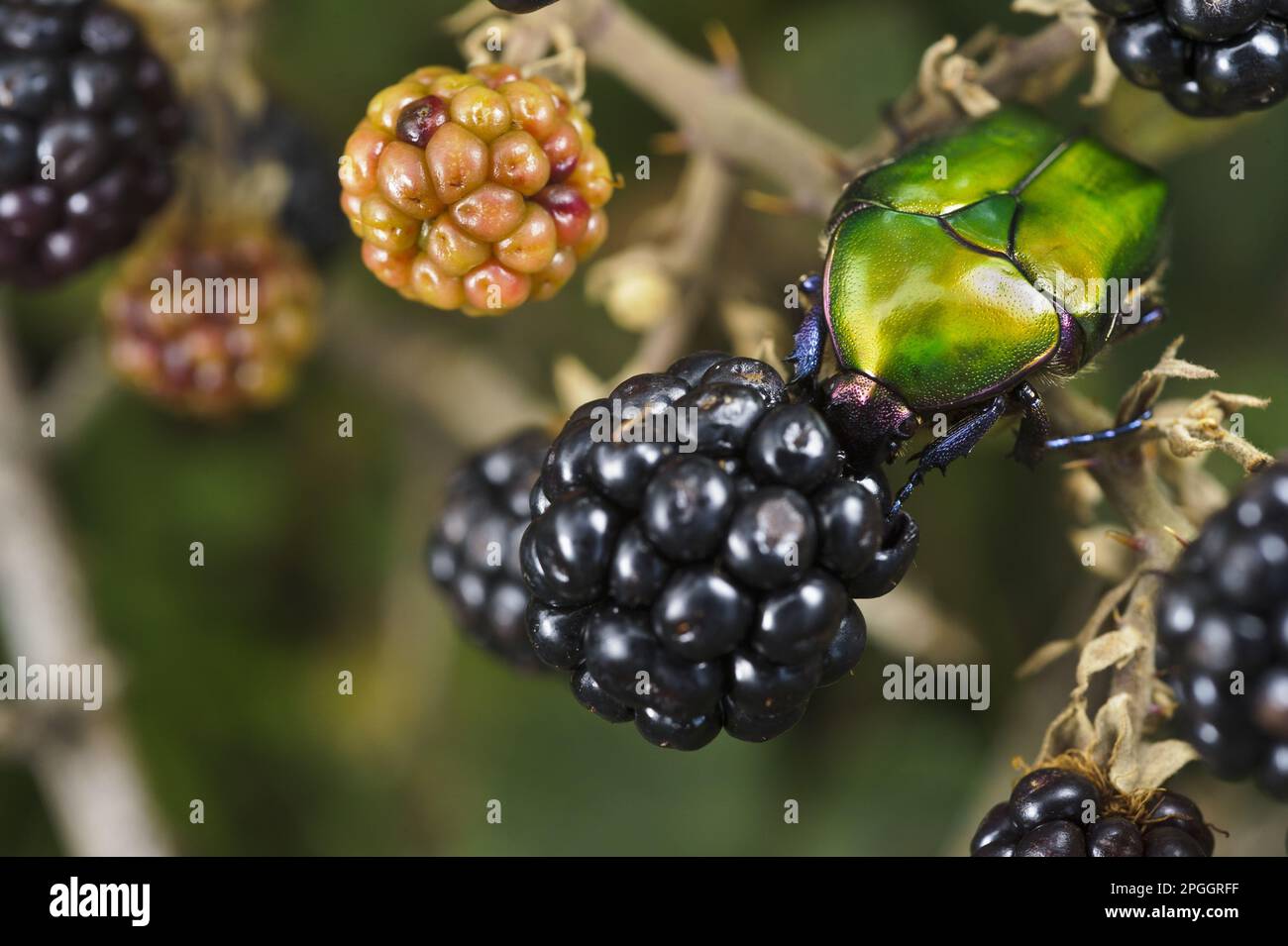 Rosa-chafer (Cetonia aurata) adulto, nutrimento su mora, Provincia di Genova, Liguria, Italia Foto Stock