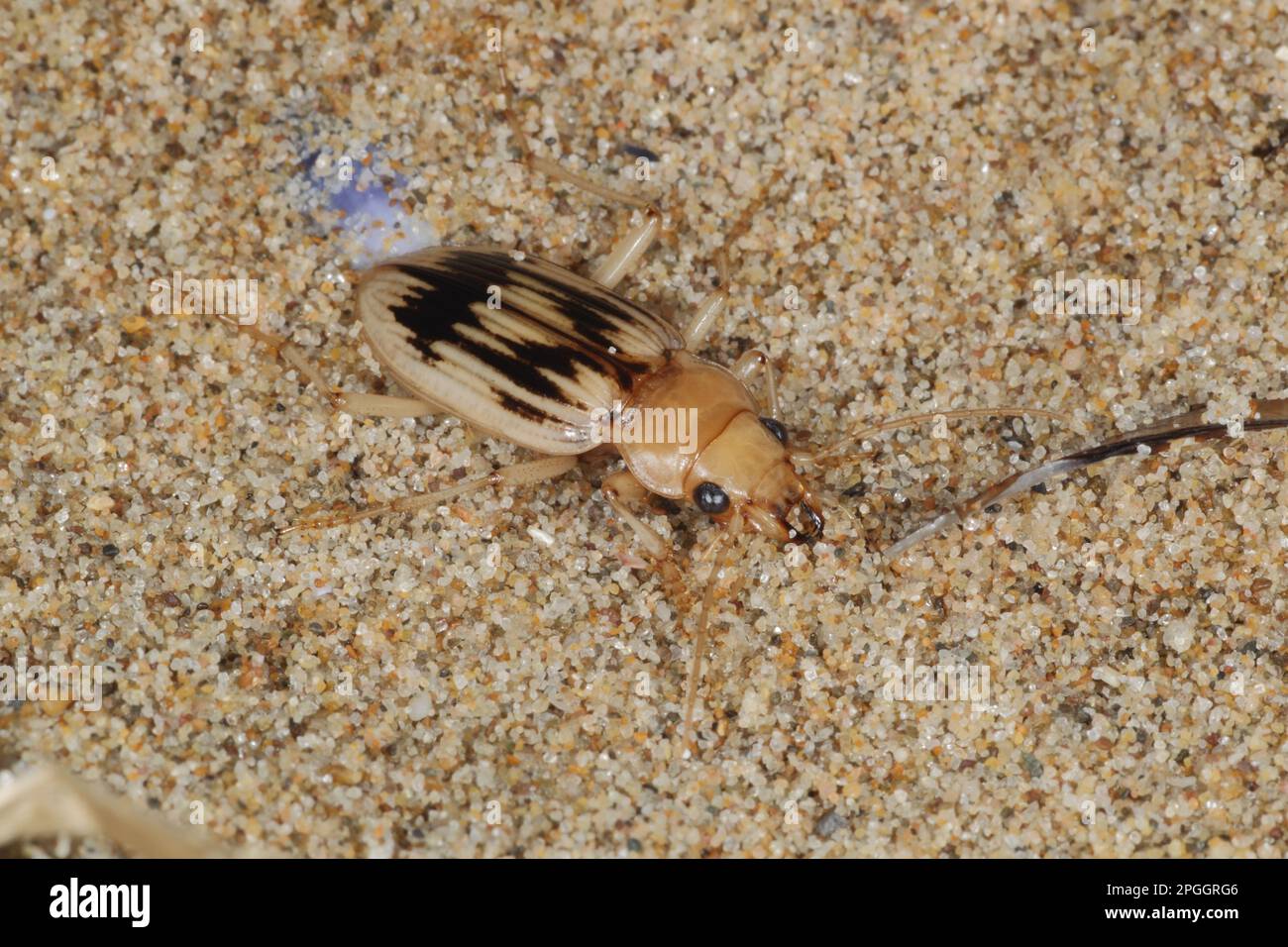 Beachcomber Beetle (Nebria complanata) adulto, sotto strandline detriti sulla spiaggia, Gower Peninsula, Glamorgan, Galles, Regno Unito Foto Stock