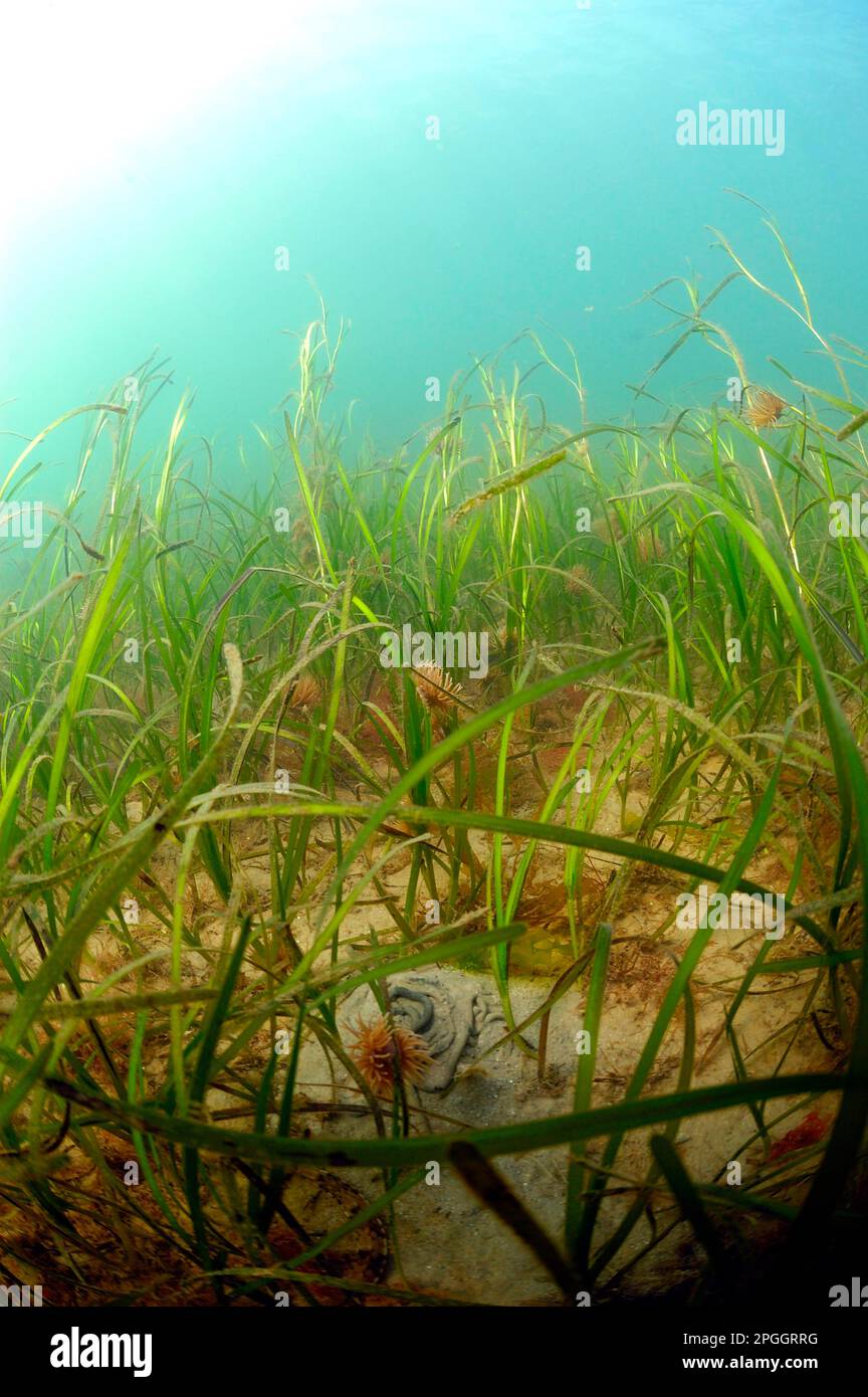 Erba sintetica (Zostera marina), erba sintetica, famiglia di piante acquatiche, piante acquatiche, vista dell'erba sintetica dell'habitat sottomarino, Baia di Studland, Dorset Foto Stock