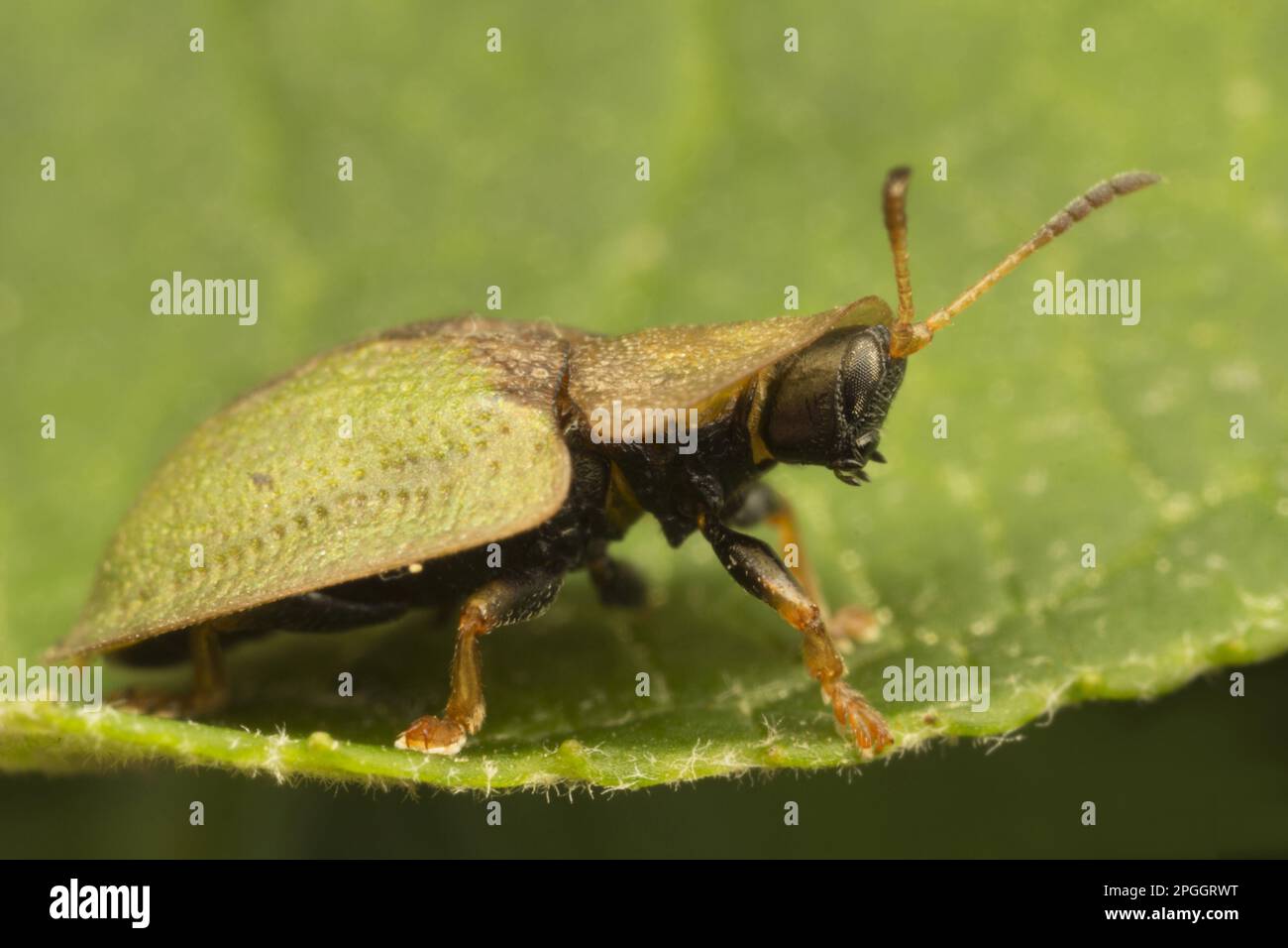 Beetle tartaruga verde (Cassida viridis) adulto, su foglia, Leicestershire, Inghilterra, Regno Unito Foto Stock