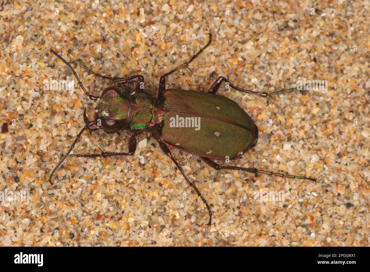 Scarabeo di tigre verde (Cicindela campestris), campo di Sandpiper, campo di Sandpiper, campo di Sandpiper, altri animali, Insetti, Coleotteri, animali, Tiger Verde Foto Stock