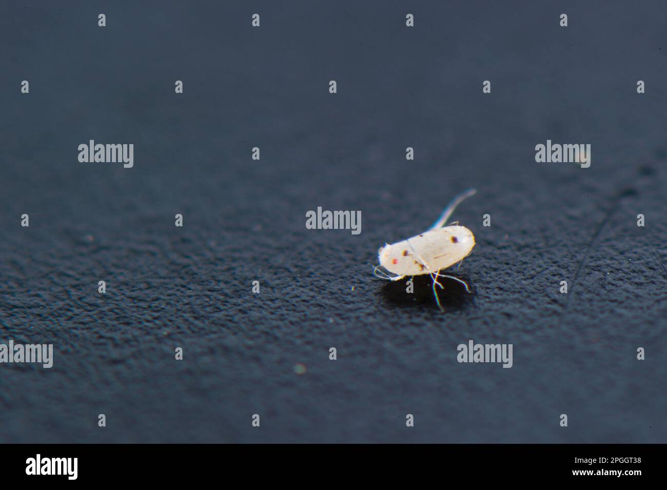 Uovo comune di bedbug (Cimex lectularius), Italia Foto Stock
