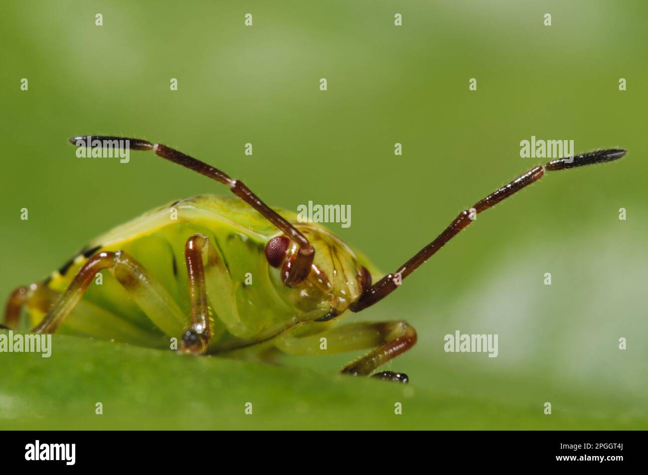 Schermi di betulla (Elasmosthus interstinctus), fiocco spinoso, Bugs spinoso, altri animali, insetti, Animali, arco, Bugs, Birch Shieldbug quinto e finale Foto Stock