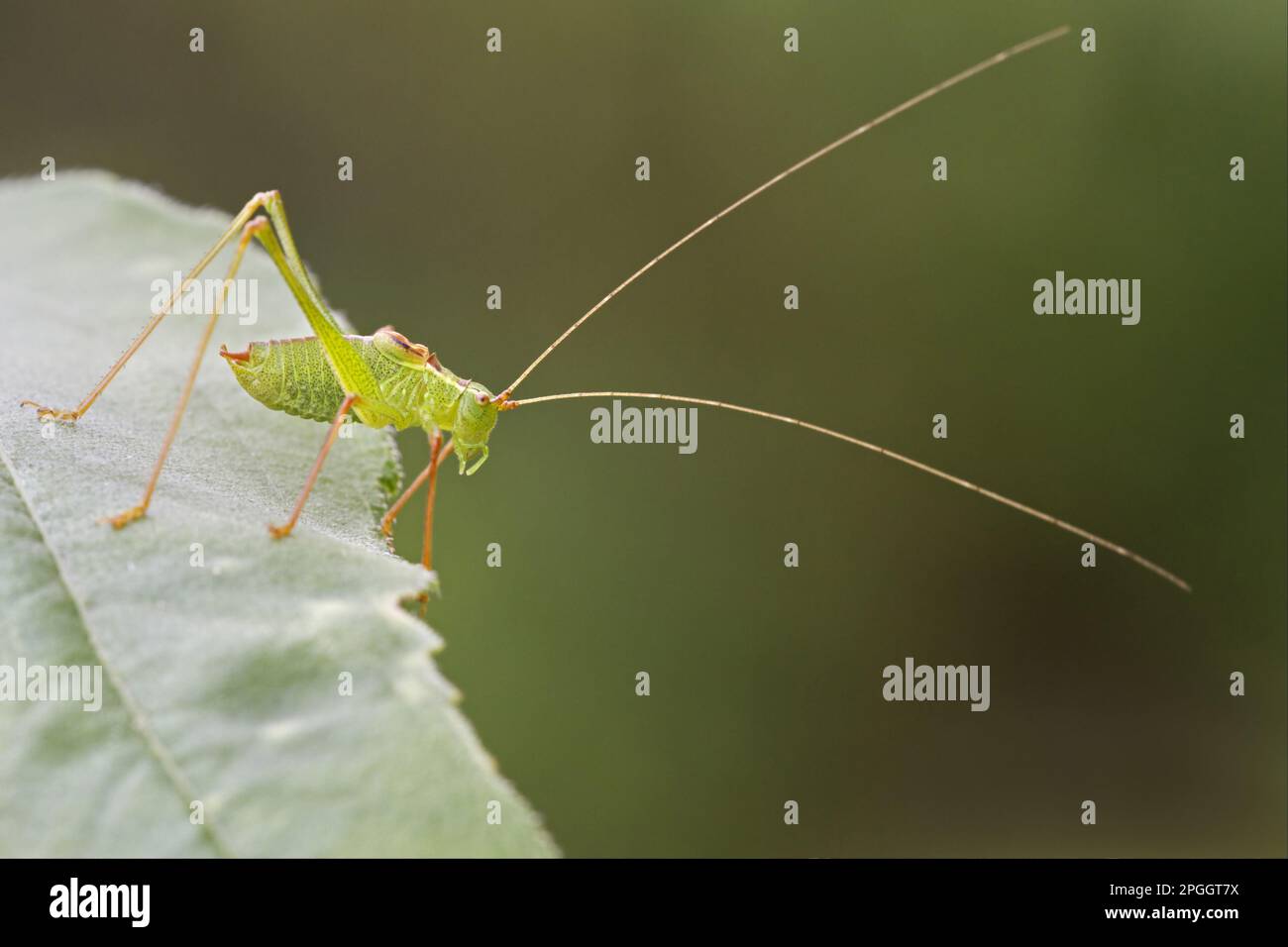 Bush-cricket macchiato (Leptophytes punctatissima) maschio adulto, riposante su foglia, Suffolk, Inghilterra, Regno Unito Foto Stock