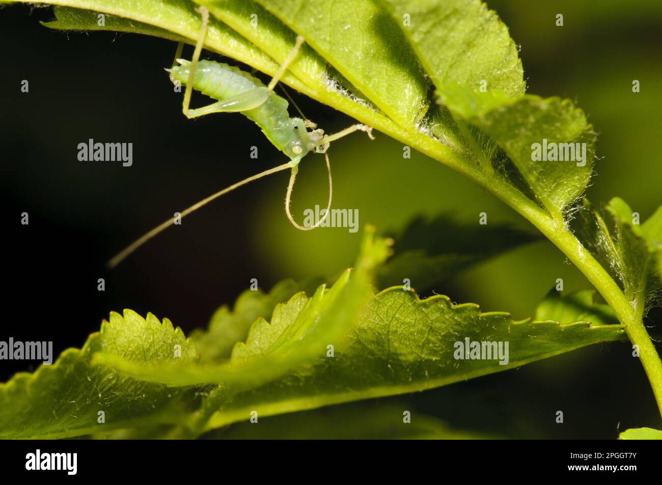 Crickets di quercia (Meconema thalassinum), Grasshopper, Grasshopper, altri animali, insetti, Animali, foglie-cricket, quercia Bush-cricket ninfa, pulizia Foto Stock