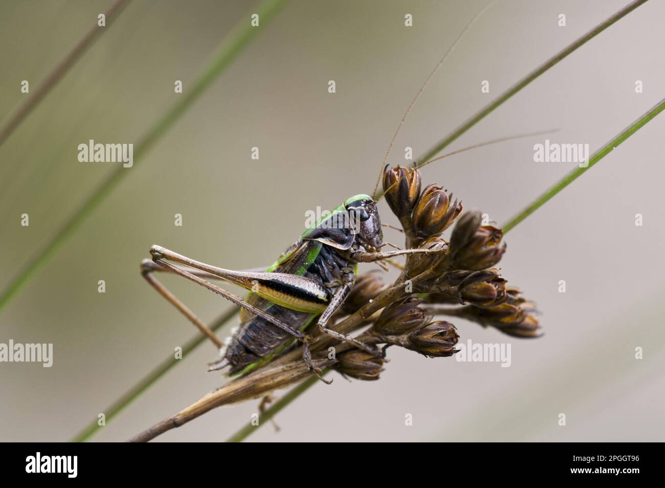 Bog Bush-cricket (Metrioptera brachyptera) maschio adulto, riposante sulla testa di semi, Thurley Common National Nature Reserve, Surrey, Inghilterra, Regno Unito Foto Stock