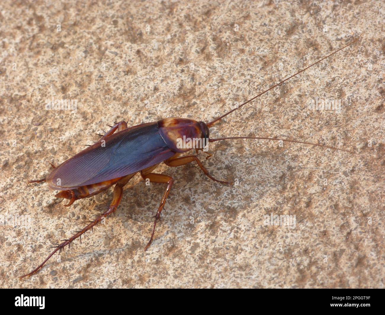 Scarafaggio volante immagini e fotografie stock ad alta risoluzione - Alamy