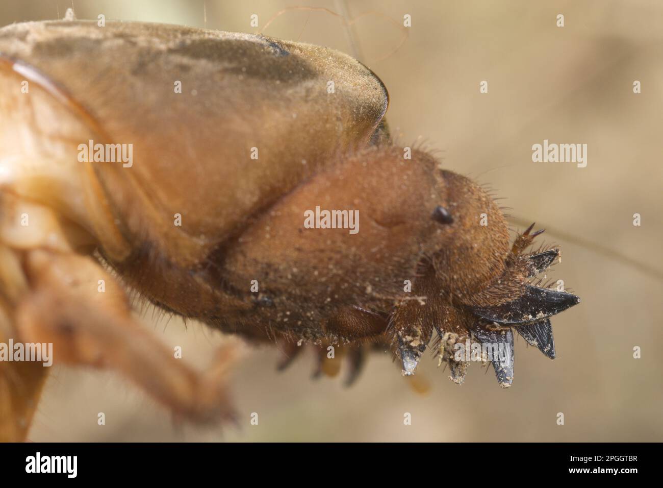 European Mole Cricket (Grillotalpa gryllotalpa) adulto, emergendo da burrow di notte, Italia Foto Stock