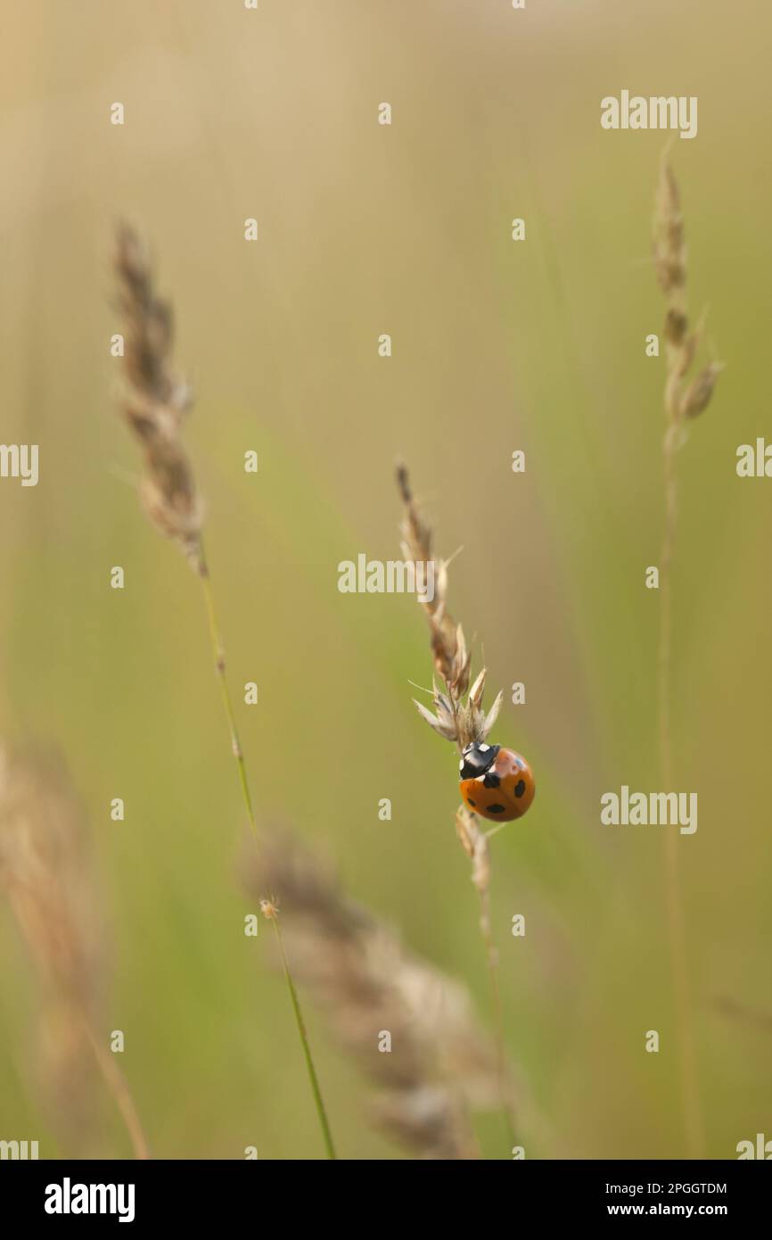 Ladybird (Coccinella settempunctata) adulto, riposante su erba, Norfolk, Inghilterra, Regno Unito Foto Stock