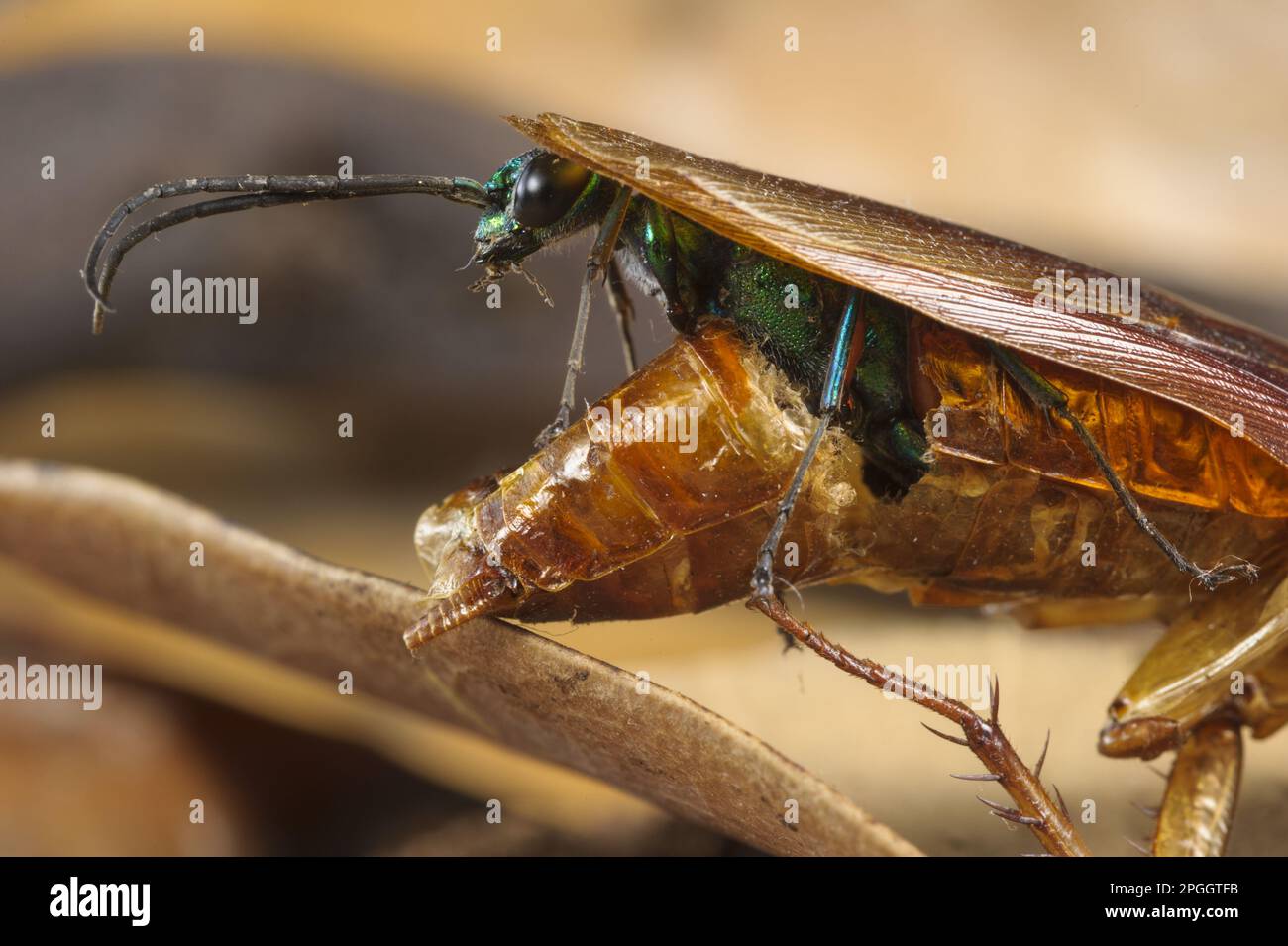 Vespa smeraldo scarafaggio (Ampulex comprexa), femmina adulta emergente dal corpo morto del scarafaggio americano (Periplaneta americana) Foto Stock