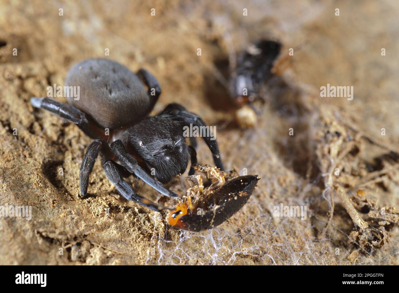 Ragno di velluto (Dresserus sp.) Adulto, si nutre di prede di scarafaggio catturato in crocellate (seta di lana), regione di Karoo, Sudafrica Foto Stock