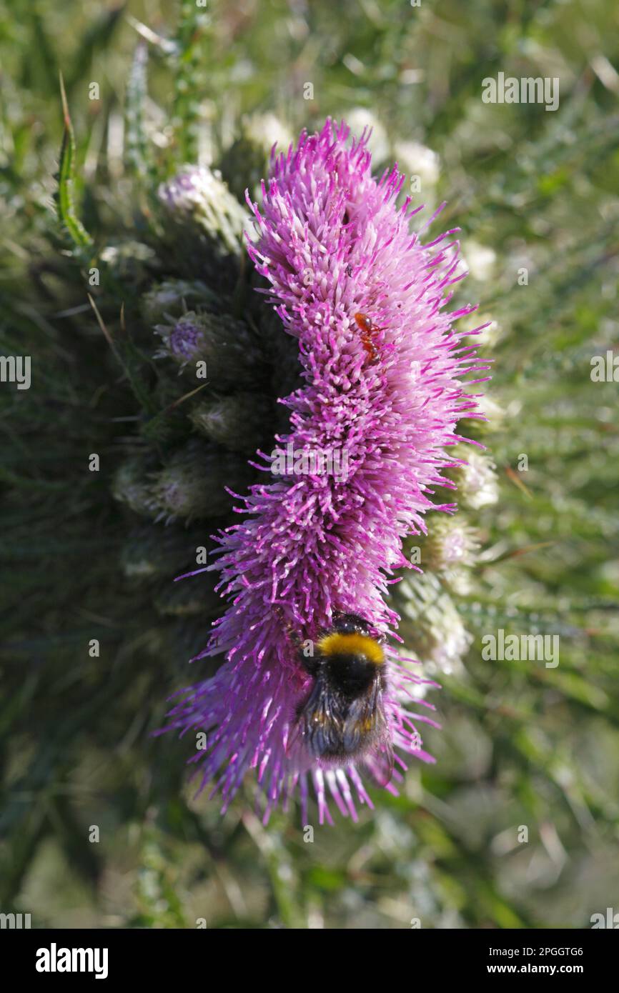 Cardo palustre (Cirsium palustre) primo piano di fiore fasciato, probabilmente causato da gelo tardivo, con bumblebee (Bombus sp.) Alimentazione, Powys, Galles Foto Stock