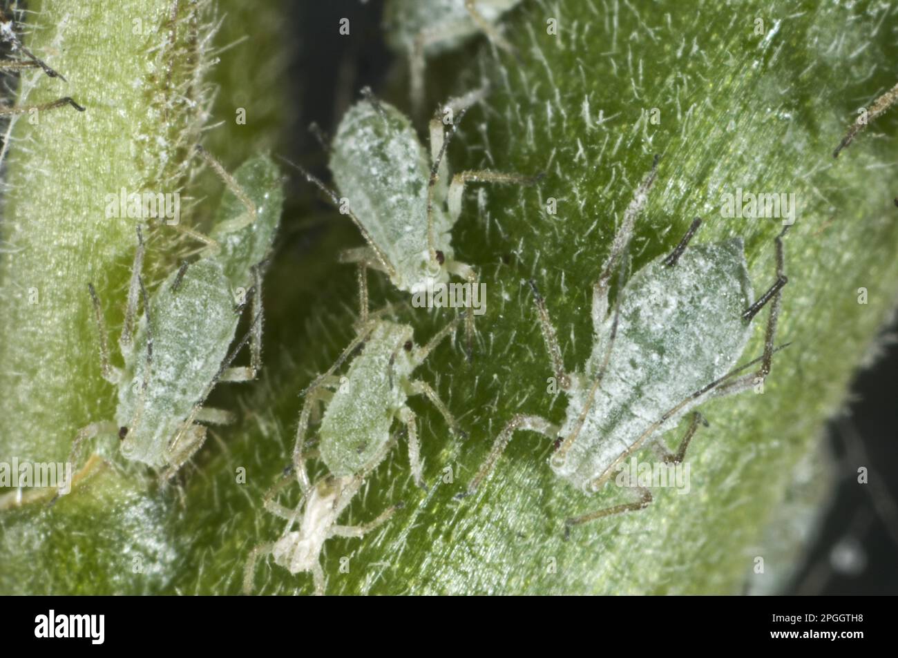 Aphid lupino, albifrons di Macrosiphum, infestazione sul gambo del fiore di un lupino Foto Stock
