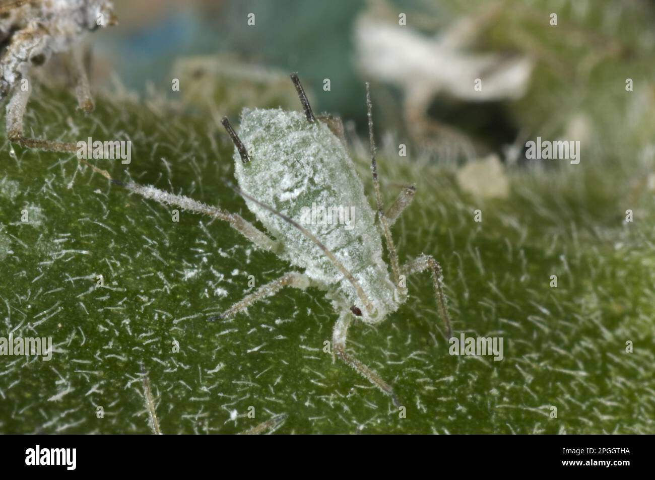 Aphidi di lupino, albifrons di Macrosiphum, femmina di Brachyopterus sul gambo di un fiore di lupino Foto Stock