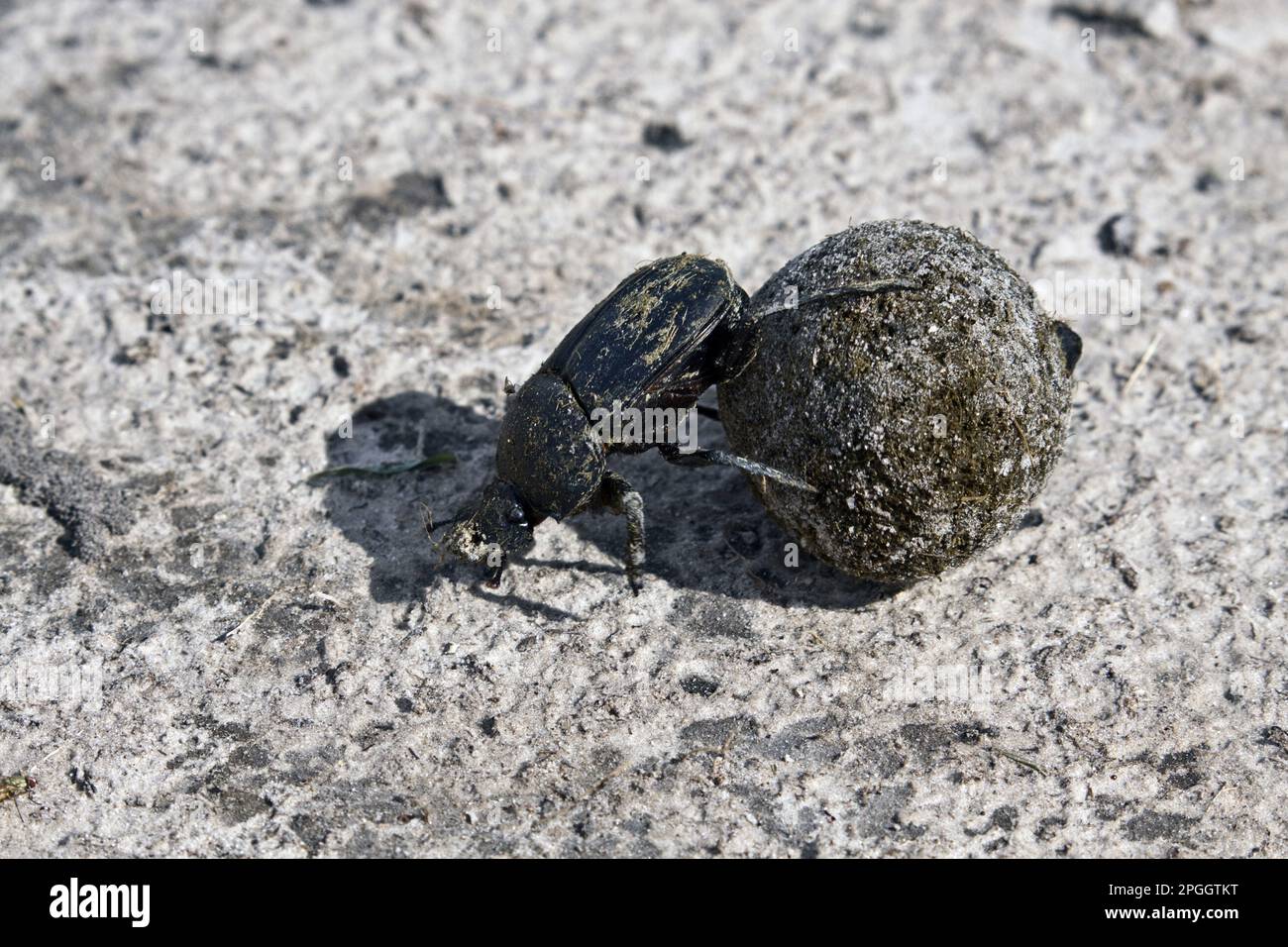 Coleottero di sterco o scarabeo, Botswana Foto Stock