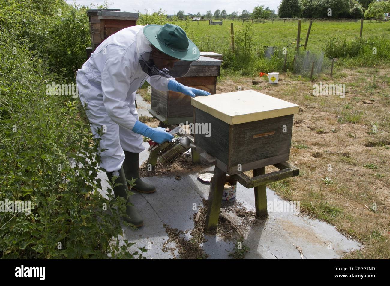 Usando un fumatore all'entrata dell'alveare alla scatola della covata per calmare le api del miele, i trucioli di legno e la carta sono usati per generare il fumo Foto Stock