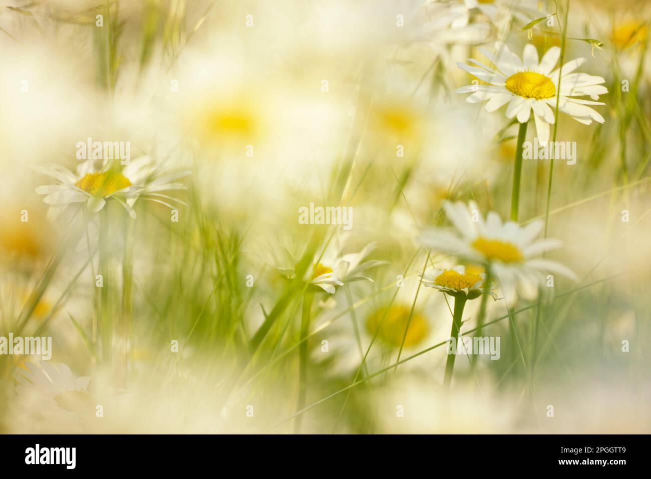 Margherite dell'occhio del bue (vulgare del leucanthemum), fiore comune dell'usura Foto Stock