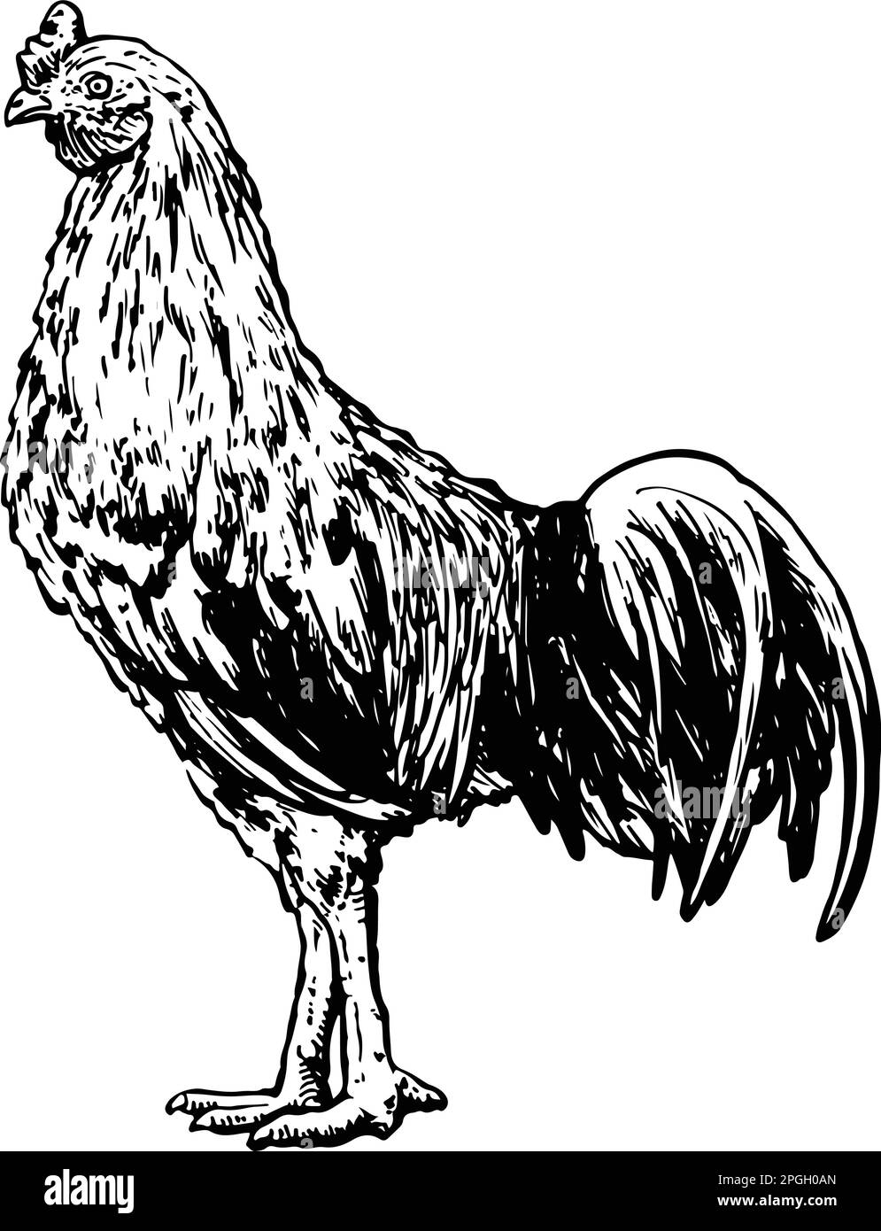 Disegno disegnato a mano di pollo. Illustrazione vettoriale Illustrazione Vettoriale