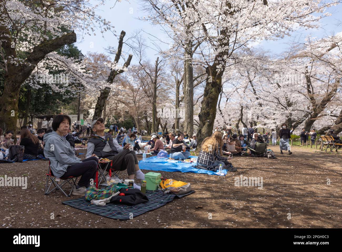 Tokyo, Giappone. 22nd Mar, 2023. I visitatori del Parco Inokashira di Tokyo possono godersi un picnic circondato da alberi Sakura in fiore. La tradizionale stagione di fioritura degli alberi di ciliegia raggiunge il suo apice il 23rd marzo di quest'anno. Per la prima volta dopo la pandemia di Covid-19, sono ammessi picnic nei parchi pubblici dove le persone possono divertirsi insieme in una grande folla. Credit: SOPA Images Limited/Alamy Live News Foto Stock