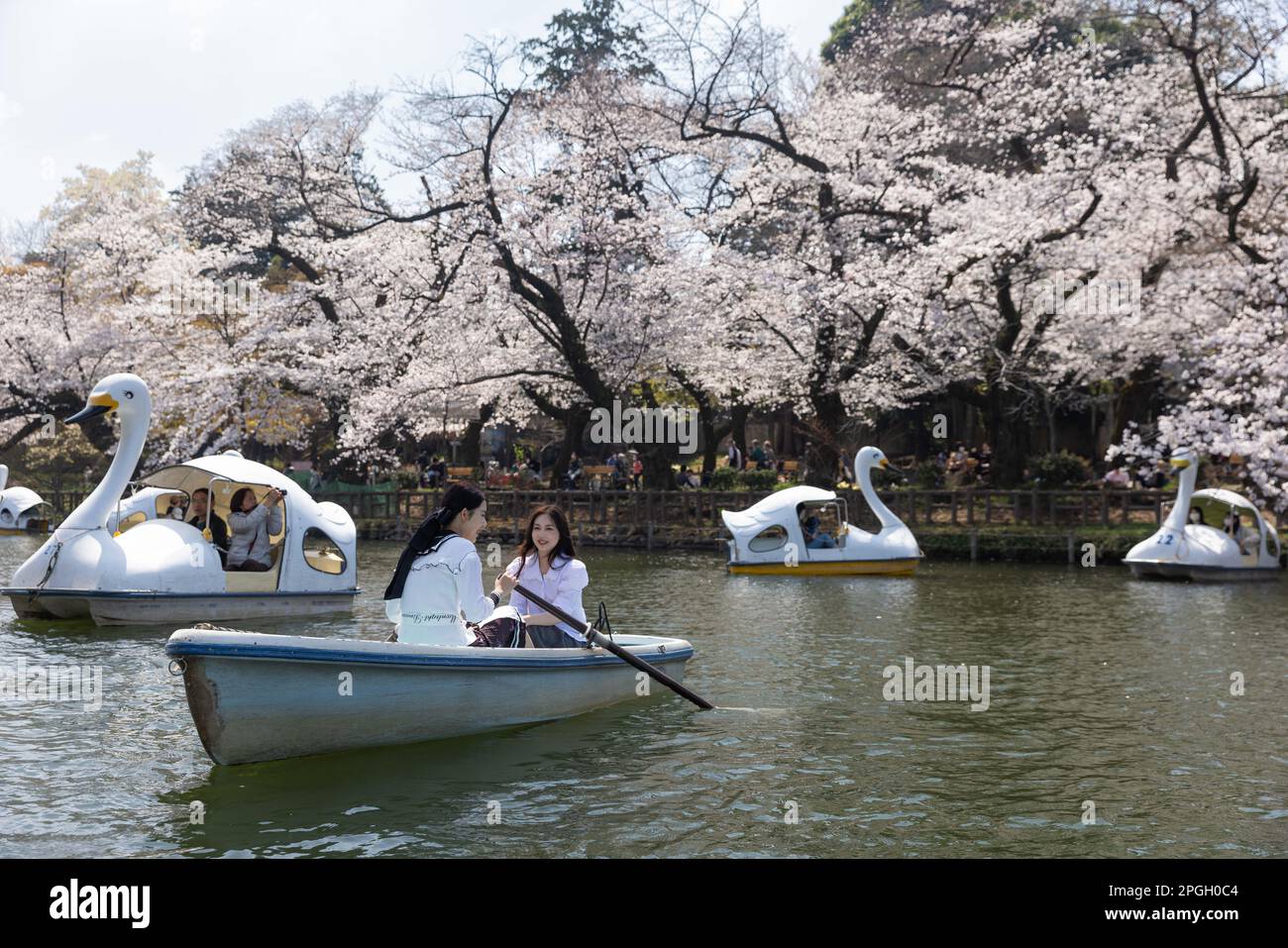 Tokyo, Giappone. 22nd Mar, 2023. I visitatori del Parco Inokashira di Tokyo possono ammirare gli alberi Sakura in fiore su una barca a remi. La tradizionale stagione di fioritura degli alberi di ciliegia raggiunge il suo apice il 23rd marzo di quest'anno. Per la prima volta dopo la pandemia di Covid-19, sono ammessi picnic nei parchi pubblici dove le persone possono divertirsi insieme in una grande folla. Credit: SOPA Images Limited/Alamy Live News Foto Stock