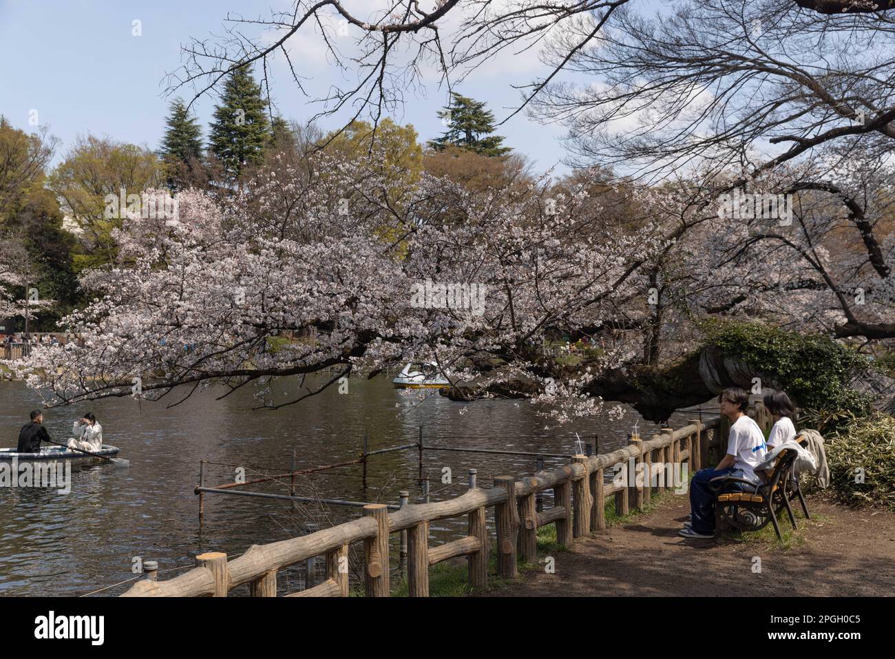 Tokyo, Giappone. 22nd Mar, 2023. I visitatori del Parco Inokashira di Tokyo godono della vista di un albero Sakura fiorente sopra uno stagno. La tradizionale stagione di fioritura degli alberi di ciliegia raggiunge il suo apice il 23rd marzo di quest'anno. Per la prima volta dopo la pandemia di Covid-19, sono ammessi picnic nei parchi pubblici dove le persone possono divertirsi insieme in una grande folla. Credit: SOPA Images Limited/Alamy Live News Foto Stock