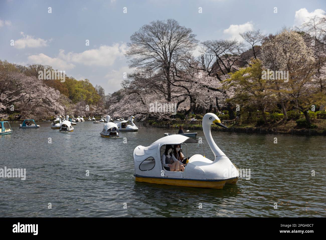 Tokyo, Giappone. 22nd Mar, 2023. I visitatori del Parco Inokashira di Tokyo potranno ammirare gli alberi Sakura in fiore su una barca a remi. La tradizionale stagione di fioritura degli alberi di ciliegia raggiunge il suo apice il 23rd marzo di quest'anno. Per la prima volta dopo la pandemia di Covid-19, sono ammessi picnic nei parchi pubblici dove le persone possono divertirsi insieme in una grande folla. Credit: SOPA Images Limited/Alamy Live News Foto Stock