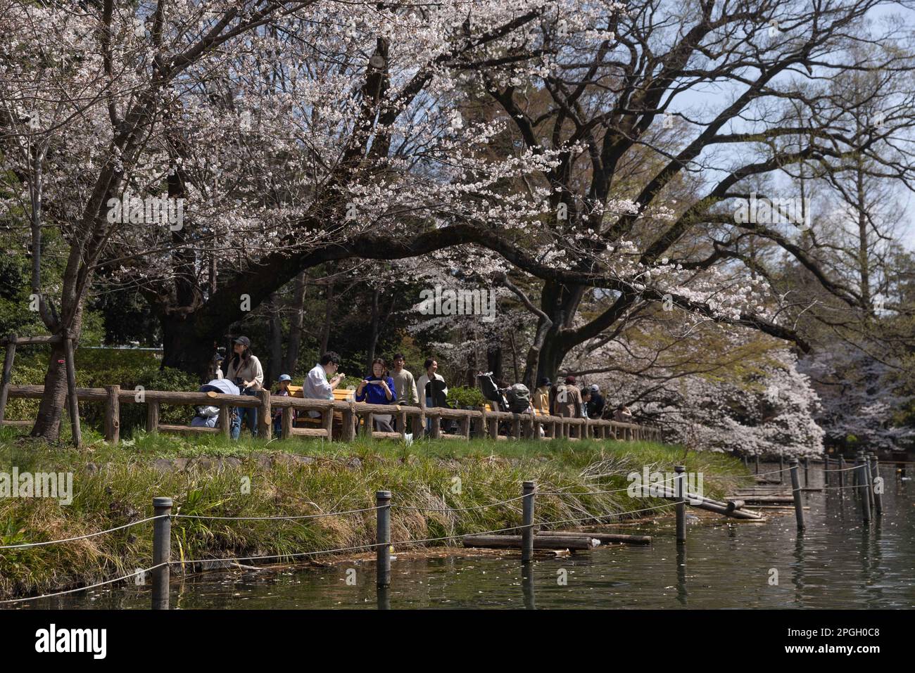 Tokyo, Giappone. 22nd Mar, 2023. I visitatori del Parco Inokashira di Tokyo possono ammirare gli alberi Sakura in fiore mentre si gustano degli spuntini. La tradizionale stagione di fioritura degli alberi di ciliegia raggiunge il suo apice il 23rd marzo di quest'anno. Per la prima volta dopo la pandemia di Covid-19, sono ammessi picnic nei parchi pubblici dove le persone possono divertirsi insieme in una grande folla. Credit: SOPA Images Limited/Alamy Live News Foto Stock