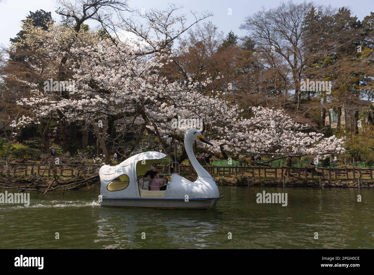 Tokyo, Giappone. 22nd Mar, 2023. I visitatori del Parco Inokashira di Tokyo possono ammirare gli alberi Sakura in fiore su una barca a remi. La tradizionale stagione di fioritura degli alberi di ciliegia raggiunge il suo apice il 23rd marzo di quest'anno. Per la prima volta dopo la pandemia di Covid-19, sono ammessi picnic nei parchi pubblici dove le persone possono divertirsi insieme in una grande folla. Credit: SOPA Images Limited/Alamy Live News Foto Stock