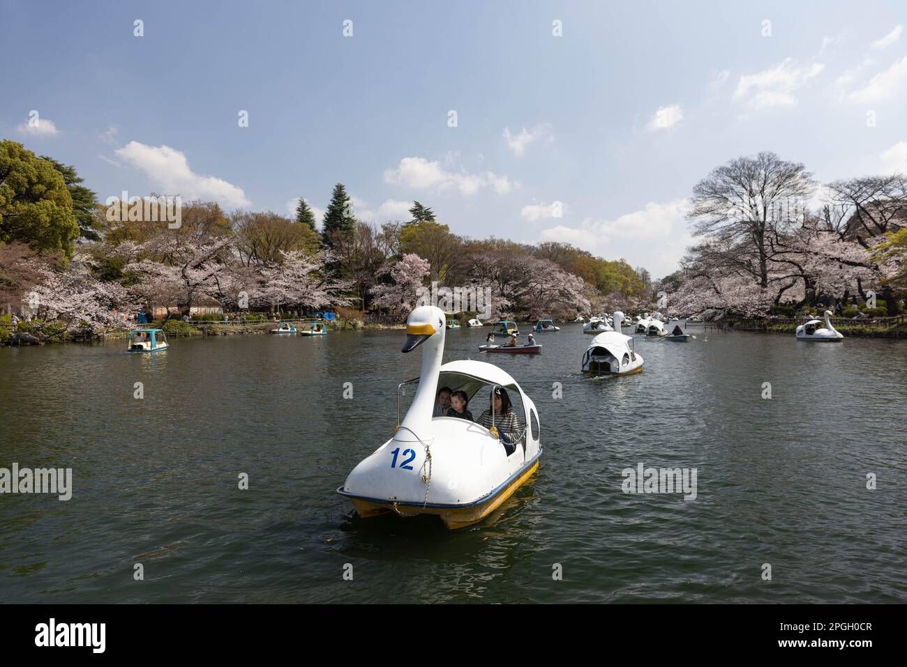 Tokyo, Giappone. 22nd Mar, 2023. I visitatori del Parco Inokashira di Tokyo potranno ammirare gli alberi Sakura in fiore su una barca a remi. La tradizionale stagione di fioritura degli alberi di ciliegia raggiunge il suo apice il 23rd marzo di quest'anno. Per la prima volta dopo la pandemia di Covid-19, sono ammessi picnic nei parchi pubblici dove le persone possono divertirsi insieme in una grande folla. Credit: SOPA Images Limited/Alamy Live News Foto Stock