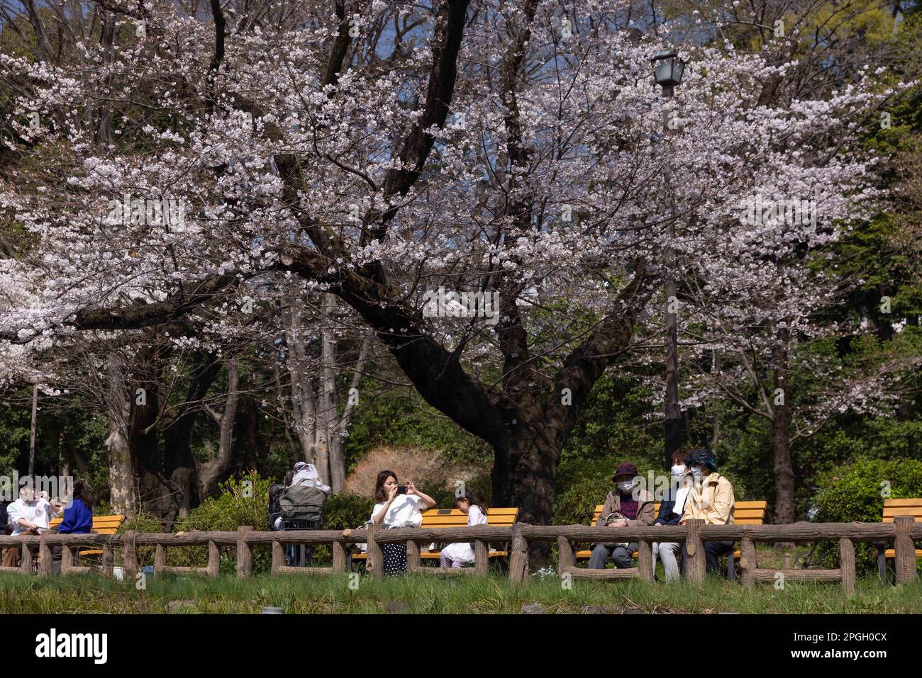 Tokyo, Giappone. 22nd Mar, 2023. Una donna scatta foto sotto un albero di Sakura fiorente nel Parco Inokashira di Tokyo. La tradizionale stagione di fioritura degli alberi di ciliegia raggiunge il suo apice il 23rd marzo di quest'anno. Per la prima volta dopo la pandemia di Covid-19, sono ammessi picnic nei parchi pubblici dove le persone possono divertirsi insieme in una grande folla. Credit: SOPA Images Limited/Alamy Live News Foto Stock