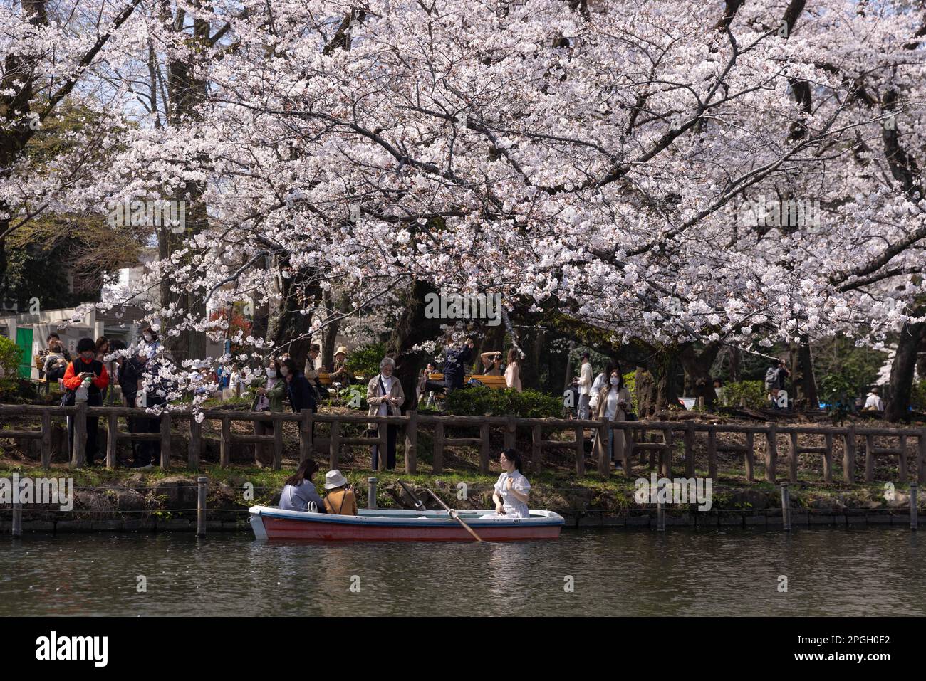 Tokyo, Giappone. 22nd Mar, 2023. I visitatori del Parco Inokashira di Tokyo scattano foto sotto un albero Sakura fiorente su una barca a remi. La tradizionale stagione di fioritura degli alberi di ciliegia raggiunge il suo apice il 23rd marzo di quest'anno. Per la prima volta dopo la pandemia di Covid-19, sono ammessi picnic nei parchi pubblici dove le persone possono divertirsi insieme in una grande folla. Credit: SOPA Images Limited/Alamy Live News Foto Stock