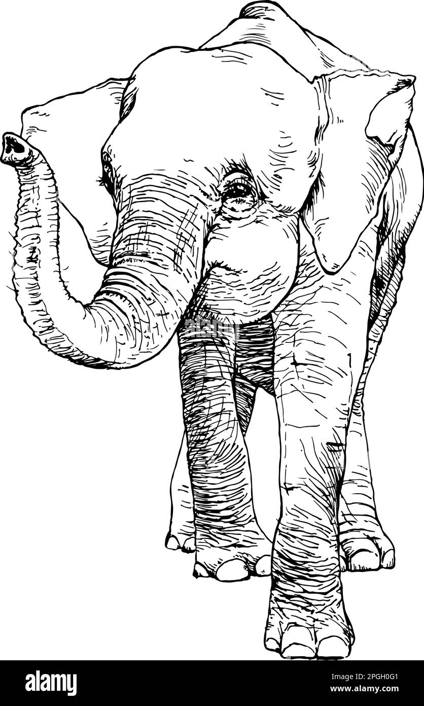 Disegno a mano di elefante pygmy asiatico. Illustrazione vettoriale Illustrazione Vettoriale