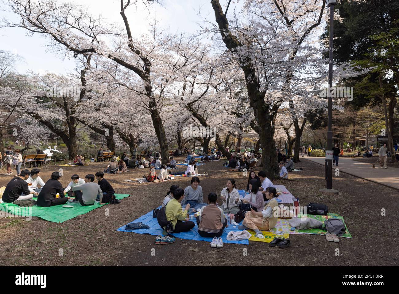 Tokyo, Giappone. 22nd Mar, 2023. I visitatori del Parco Inokashira di Tokyo possono godersi un picnic circondato da alberi Sakura in fiore. La tradizionale stagione di fioritura degli alberi di ciliegia raggiunge il suo apice il 23rd marzo di quest'anno. Per la prima volta dopo la pandemia di Covid-19, sono ammessi picnic nei parchi pubblici dove le persone possono divertirsi insieme in una grande folla. (Foto di Stanislav Kogiku/SOPA Images/Sipa USA) Credit: Sipa USA/Alamy Live News Foto Stock