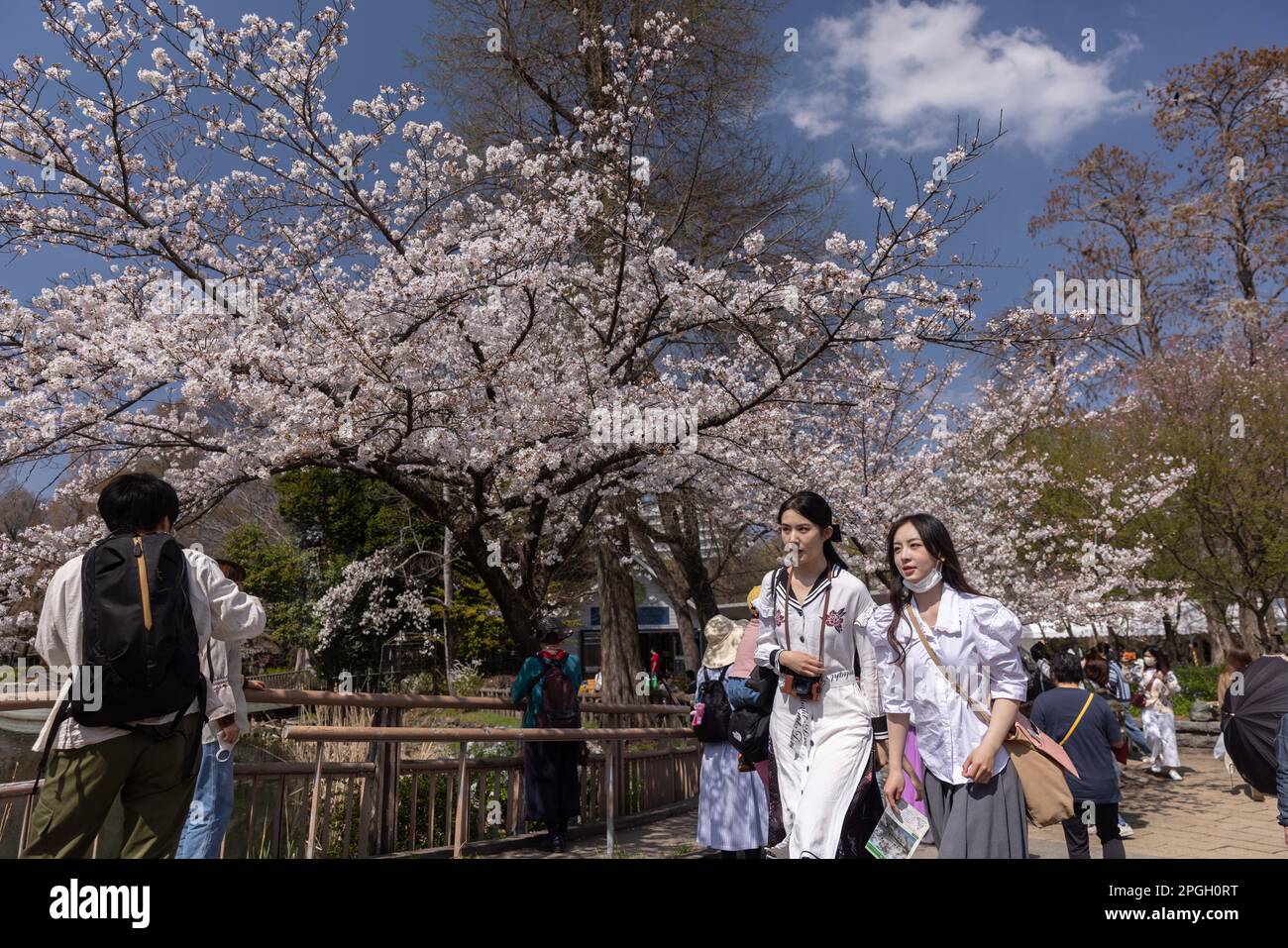 Tokyo, Giappone. 22nd Mar, 2023. I visitatori del Parco Inokashira di Tokyo camminano accanto a un albero Sakura fiorente. La tradizionale stagione di fioritura degli alberi di ciliegia raggiunge il suo apice il 23rd marzo di quest'anno. Per la prima volta dopo la pandemia di Covid-19, sono ammessi picnic nei parchi pubblici dove le persone possono divertirsi insieme in una grande folla. (Foto di Stanislav Kogiku/SOPA Images/Sipa USA) Credit: Sipa USA/Alamy Live News Foto Stock