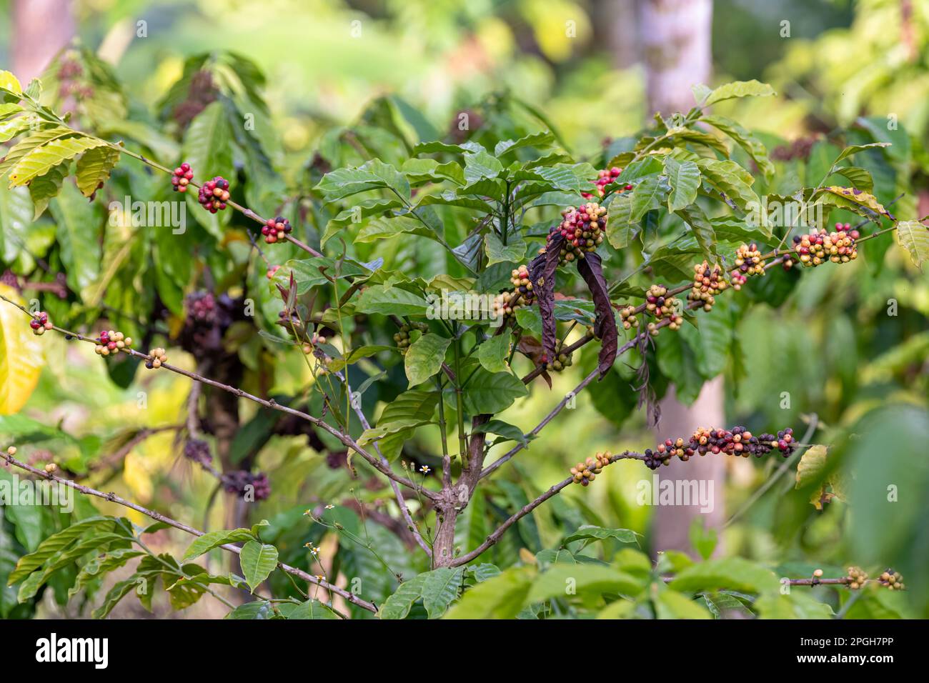 Primo piano di chicchi di caffè maturi che crescono in una pianta di caffè in una piantagione di caffè a Wayanad nel Kerala, in India. Foto Stock