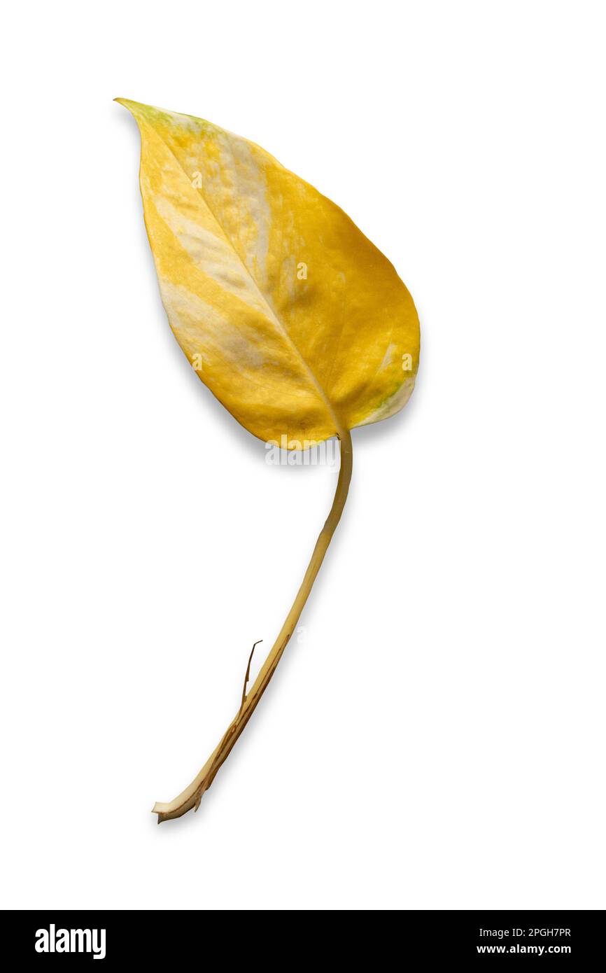 Primo piano di una foglia gialla solitaria di una pianta popolare casa - Money Plant (Epipremnum aureum), isolato su uno sfondo bianco. Foto Stock