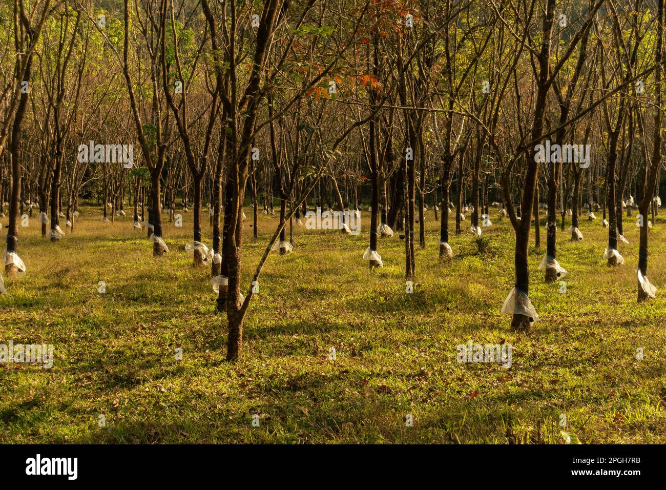 Primo piano della piantagione di alberi di gomma (Hevea brasiliensis), immersa nella luce dorata in tarda serata a Wayanad nel Kerala, in India. Foto Stock