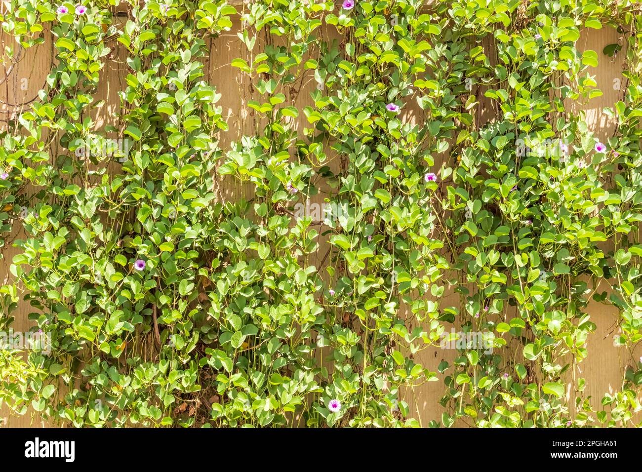 Viti striscianti Foto Stock