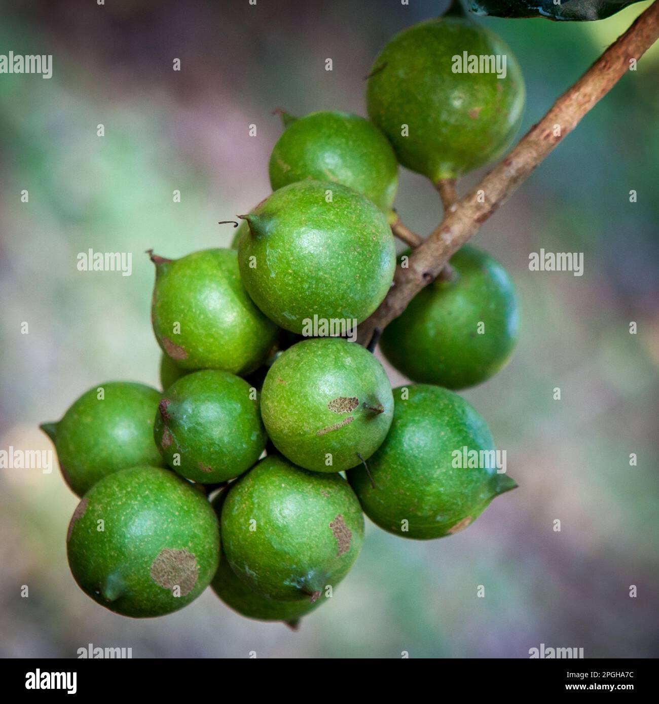 Noci di macadamia verde crude sull'albero. Provincia di Chiang mai, Thailandia. Foto Stock