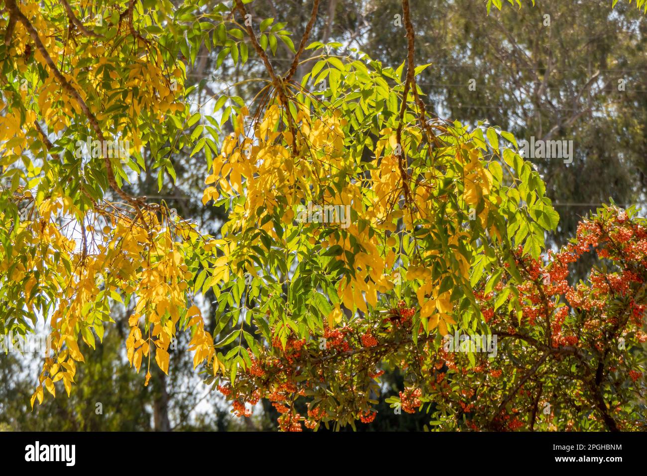 Bacche d'arancia mature di Pyracantha Firethorns sullo sfondo sfocato primo piano Foto Stock