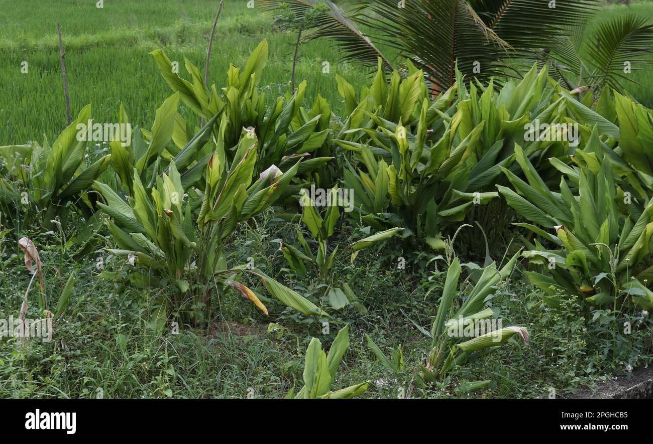 Le ben radicate piante di curcuma fiorite (Curcuma Longa). Questa è la parte rimanente delle piante di curcuma che hanno raccolto prima, vista lungo WIT Foto Stock